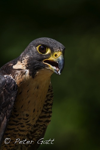 Birds Portrait04.jpg